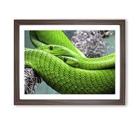 Green Mamba Snakes Modern Framed Print | A3 Walnut Framed Wall Art | Ready to Hang | Modern Nature Picture | Living Room Bedroom Lounge Office