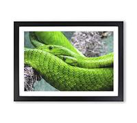 Green Mamba Snakes Painting Framed Print | A2 Black Framed Wall Art | Ready to Hang | Modern Historical Picture | Living Room Bedroom Lounge Office