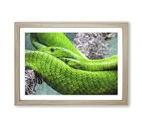 Green Mamba Snakes Painting Framed Print | A2 Oak Framed Wall Art | Ready to Hang | Modern Historical Picture | Living Room Bedroom Lounge Office