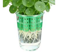 Green Onion Planter Box Reusable Hydroponic Scallion Grower Propagation | Green Onion Planter Pots for Windowsill Garden Home Indoor Kitchen Corner