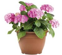 Green Path Plant, Terracotta, 36cm 15.3 Litre Pot
