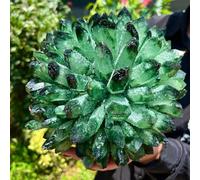 Green Phantom Quartz Crystal Cluster Sample Solidification, Home Decoration, Ornaments (Size : 450-500g) Gemstone Stone
