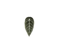 Green Philosophy Co Plush Succulent Leaf Pillow 3D Accent Anthurium Warocqueanum Plant Throw Pillows for Couch Sofa Living Room