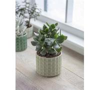 Green Plant Pot, Textured Indoor Planter for Succulents, Herbs & Cacti, Retro Style Italian Glazed Geometric Pattern Modern Flower Pot, Decorative Planter, Houseplant Gift for Plant Lovers, Sorrento