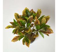 Homescapes Green 'Rushfoil' Artificial Croton Plant with Pot, 65 cm - Green