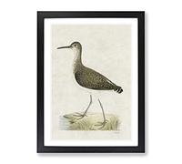 Green Sandpiper By Von Wright Vintage Framed Print | A3 Black Framed Wall Art | Ready to Hang | Classic Nature Picture | Living Room Bedroom Lounge Office