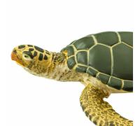 Green Sea Turtle