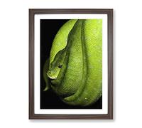 Green Tree Python Snake 4 Modern Framed Print | A3 Walnut Framed Wall Art | Ready to Hang | Modern Floral Picture | Living Room Bedroom Lounge Office