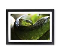 Green Tree Python Snake Framed Print | A2 Oak Framed Wall Art | Ready to Hang | Modern Floral Picture | Living Room Bedroom Lounge Office