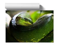 Green Tree Python Snake | Unframed Wall Art Print | Ready to Frame Poster | Modern Home Decor Picture | Artwork for Living Room, Bedroom, Kitchen or Office | A2 (42x59.4 cm)