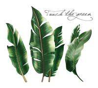 Green Tropical Assorted Leaves Decals Removable PVC Wall Stickers - Living Room Bedroom Office Home Decorations,Curly leaves