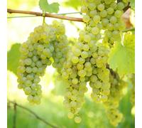 Gardeners Dream Green Grape Vitis Vinifera - Outdoor Fruit Plant, Ideal For Uk Gardens, Compact Size (20-30Cm Height Including Pot)