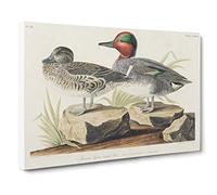 Green Winged Teal Ducks By John James Audubon Canvas Print | Gallery Wrapped 30mm Frame Wall Art | 24x16 inches | Ready to Hang | Retro Bird Picture | Living Room Bedroom Lounge Office