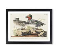 Green-Winged Teal Ducks by John James Audubon Framed Print | A2 Black Framed Wall Art | Ready to Hang | Modern Animal Picture | Living Room Bedroom Lounge Office