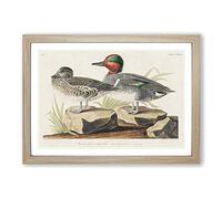 Green-Winged Teal Ducks by John James Audubon Framed Print | A2 Oak Framed Wall Art | Ready to Hang | Modern Animal Picture | Living Room Bedroom Lounge Office