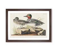 Green-Winged Teal Ducks by John James Audubon Framed Print | A2 Walnut Framed Wall Art | Ready to Hang | Modern Animal Picture | Living Room Bedroom Lounge Office