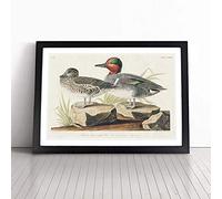Green-winged Teal Ducks by John James Audubon Framed Wall Art Picture Print - Canvas Painting - Modern Home Décor Poster - Ready to Hang for Living Room Bedroom Kitchen - Black A3 (36 x 48 cm)