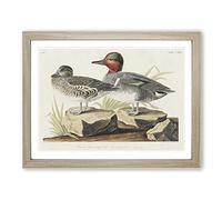 Green Winged Teal Ducks By John James Audubon Vintage Framed Print | A3 Oak Framed Wall Art | Ready to Hang | Classic Animal Picture | Living Room Bedroom Lounge Office