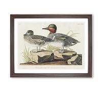 Green Winged Teal Ducks By John James Audubon Vintage Framed Print | A3 Walnut Framed Wall Art | Ready to Hang | Classic Animal Picture | Living Room Bedroom Lounge Office