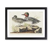 Green Winged Teal Ducks By John James Audubon Vintage Framed Wall Art Print, Ready to Hang Picture for Living Room Bedroom Home Office Décor, Black A4 (34 x 25 cm)
