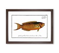 Green Wrasse Fish by M.E. Bloch Framed Print | A2 Walnut Framed Wall Art | Ready to Hang | Modern Animal Picture | Living Room Bedroom Lounge Office