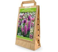 GreenBrokers 30 Ratatouille Purple And Pink Tones Spring Flower Bulbs Bee Friendly Premium Dutch Bulbs With Eco Friendly Packaging