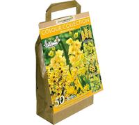 GreenBrokers 50 Yellow Summer Flowering Bulbs - Mixed Varieties, Bee & Butterfly Friendly, Eco Packaging, Premium Quality Dutch Bulbs