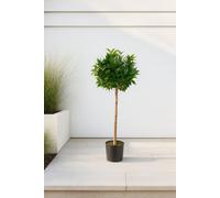 GreenBrokers Artificial Bay Laurel Trees With Real Wood Trunk, Natural Leaf And Brown Berries, 4Ft/120 Cm