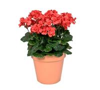 GreenBrokers Artificial Geraniums In Terracotta Colour Pot (45Cm), Red