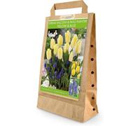 Greenbrokers Balcony And Patio Planter Bulb Mix 40 Yellow & Blue Bulbs