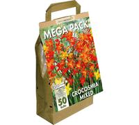 Greenbrokers Big Buy Mega Pack Crocosmia Summer Flowering Bulbs, Mixed Colours (50 Bulbs) "bee & Butterfly Friendly"