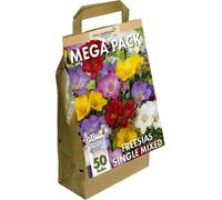 Greenbrokers Big Buy Mega Pack Freesia (Single) Summer Flowering Bulbs, Mixed Colours (50 Bulbs) "bee & Butterfly Friendly"