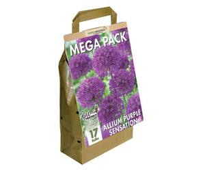 GreenBrokers Big Buy Value Pack Allium Bulbs-Purple (17 Bulbs) Bee Friendly