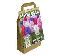 GreenBrokers Big Buy Value Pack Hyacinth Bulbs-Mixed Colour (10 Bulbs) Bee Friendly