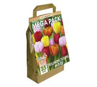 Greenbrokers Big Value Tulip Bulb Pack, 35 Mixed Colour Dutch Bulbs