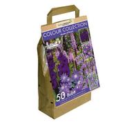 GreenBrokers Colour Collection Spring Flower Bulbs-Purple (50 Bulbs) Bee Friendly