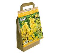 GreenBrokers Colour Collection Spring Flower Bulbs-Yellow (50 Bulbs) Bee Friendly