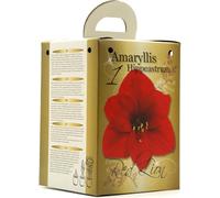 GreenBrokers Flowering Red Amaryllis Gift Box Includes Potting Compost