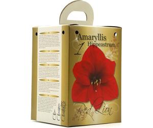 GreenBrokers Flowering Red Amaryllis Gift Box Includes Potting Compost