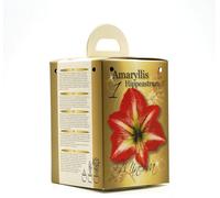 GreenBrokers Flowering Red & White Amaryllis Gift Box Includes Potting Compost