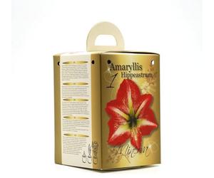 GreenBrokers Flowering Red & White Amaryllis Gift Box Includes Potting Compost