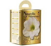GreenBrokers Flowering White Amaryllis Gift Box Includes Potting Compost