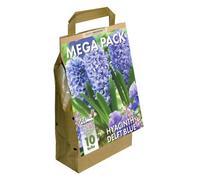 GreenBrokers Hyacinth Mega Bag Delft Blue (10 Bulbs) Bee Friendly