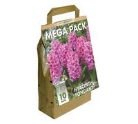 GreenBrokers Hyacinth Mega Bag Fondant (10 Bulbs) Bee Friendly