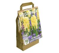GreenBrokers Hyacinth Mega Bag Gipsy Princess (10 Bulbs) Bee Friendly