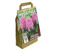 GreenBrokers Hyacinth Mega Bag Pink Pearl (10 Bulbs) Bee Friendly