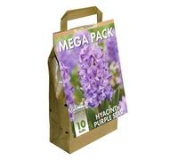 GreenBrokers Hyacinth Mega Bag Purple Star (10 Bulbs) Bee Friendly