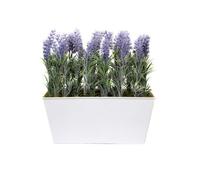GreenBrokers Lavender In White Tin Planter (Window Box) 30Cm
