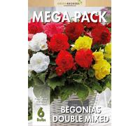 GreenBrokers Mega Pack Begonias Mixed Summer Flowering Bulbs Bee & Butterfly Friendly Eco Packaging Premium Holland Selection Quality
