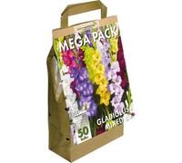 Greenbrokers Mega Pack Gladioli Mixed Summer Flowering Bulbs (50 Bulbs) "bee & Butterfly Friendly"
